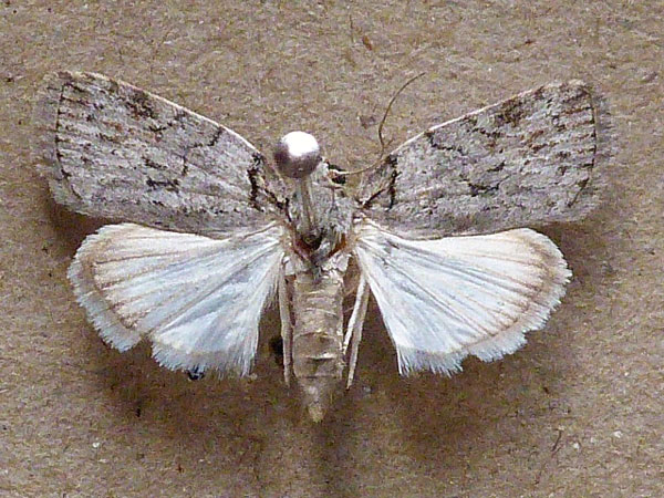 /filer/webapps/moths/media/images/V/virgulana_Paradasena_A_Butler.jpg