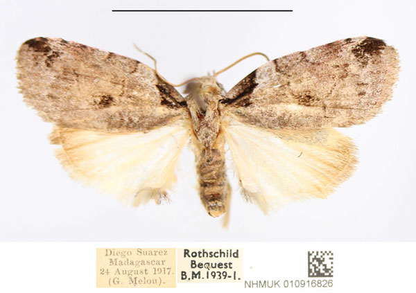 /filer/webapps/moths/media/images/V/virgulana_Pardasena_AF_NHMUK.jpg