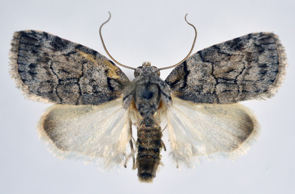 /filer/webapps/moths/media/images/V/virgulana_Pardasena_AM_NHMO.jpg