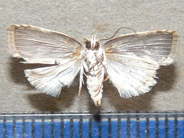 /filer/webapps/moths/media/images/V/virgulana_Pardasena_A_Goff_02.jpg