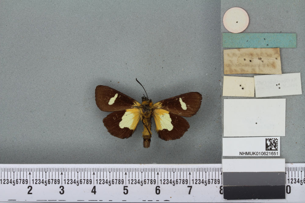 /filer/webapps/moths/media/images/V/virguncula_Eusemia_HT_BMNHb.jpg