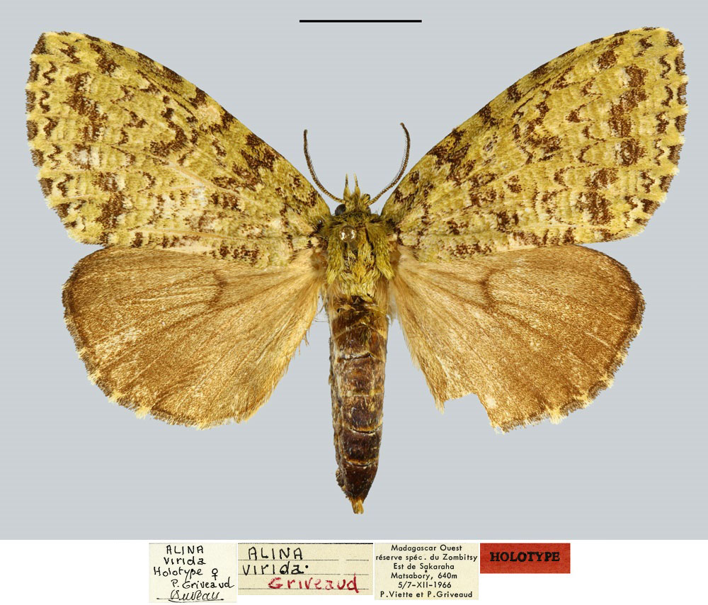 /filer/webapps/moths/media/images/V/virida_Alina_HT_MNHN.jpg