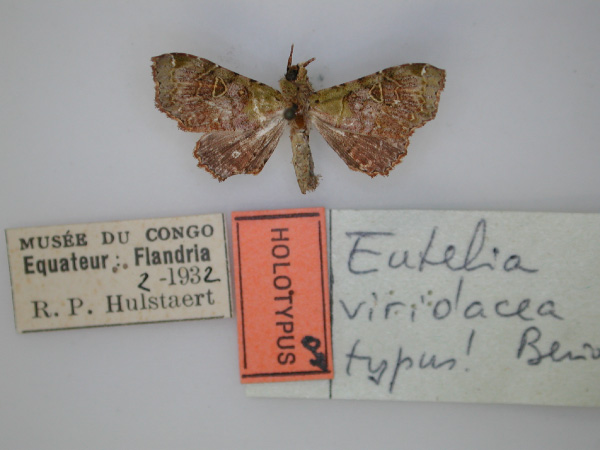 /filer/webapps/moths/media/images/V/viridacea_Eutelia_HT_RMCA_01.jpg