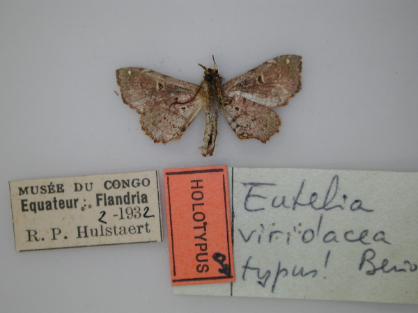 /filer/webapps/moths/media/images/V/viridacea_Eutelia_HT_RMCA_02.jpg