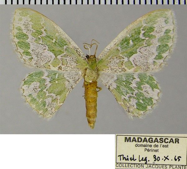 /filer/webapps/moths/media/images/V/viridalbata_Rhodesia_AF_ZSM.jpg
