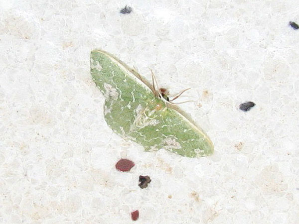 /filer/webapps/moths/media/images/V/viridalbata_Rhodesia_A_Goff_02.jpg