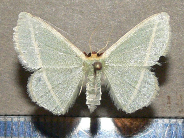 /filer/webapps/moths/media/images/V/viridans_Mixocera_A_Goff_01.jpg