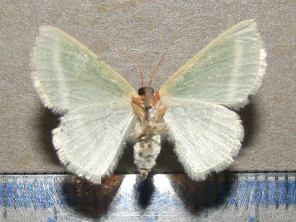 /filer/webapps/moths/media/images/V/viridans_Mixocera_A_Goff_02.jpg