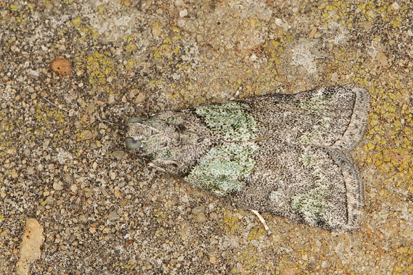 /filer/webapps/moths/media/images/V/viridella_Gaana_A_Heynsa.jpg