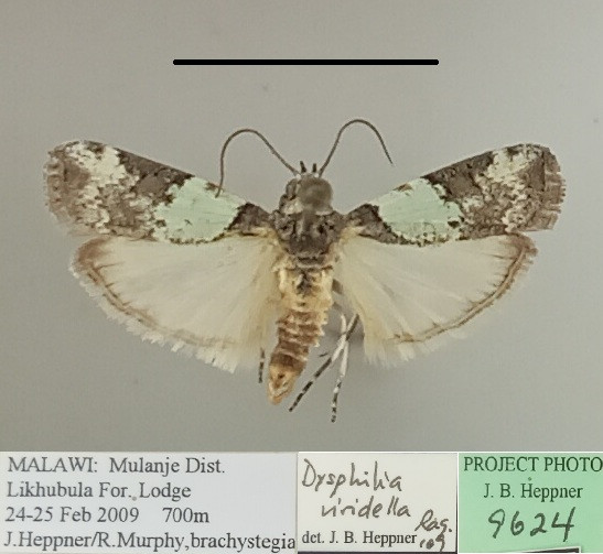 /filer/webapps/moths/media/images/V/viridella_Gaana_A_MGCLa_01.jpg