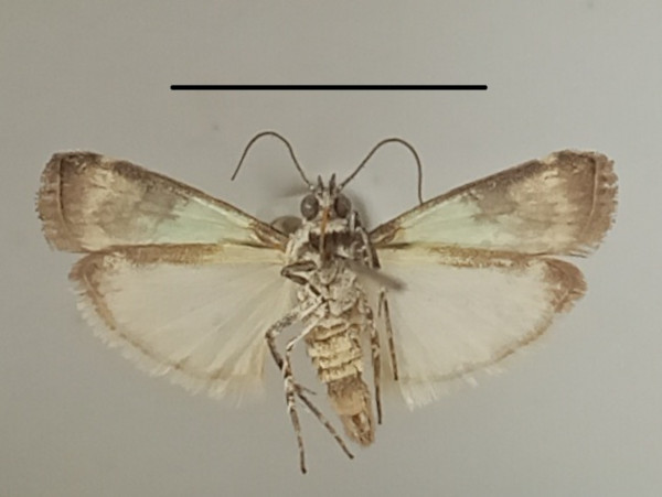 /filer/webapps/moths/media/images/V/viridella_Gaana_A_MGCLb_01.jpg
