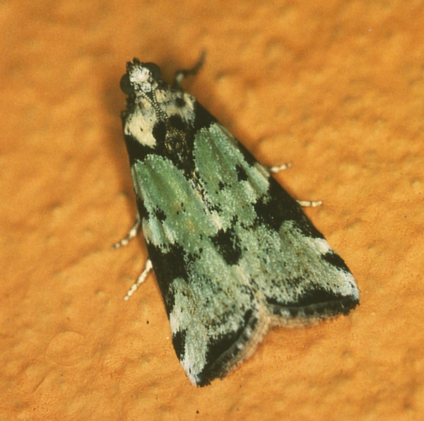 /filer/webapps/moths/media/images/V/viridella_Gaana_A_Roland_01.jpg