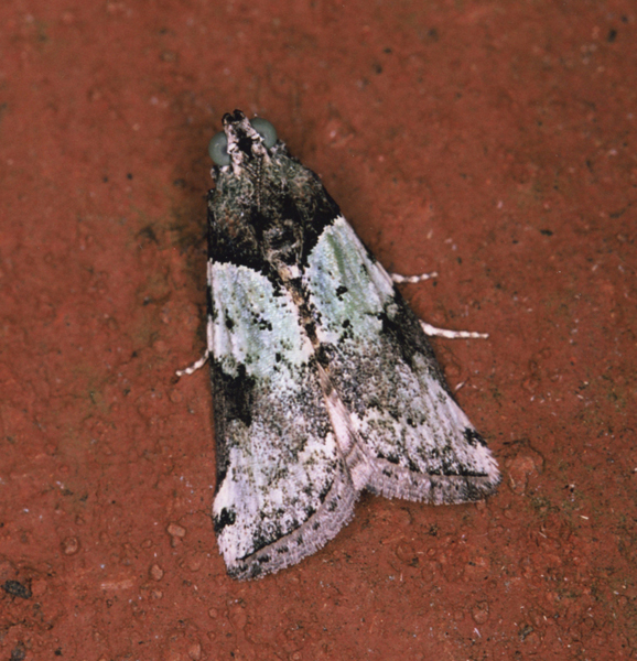 /filer/webapps/moths/media/images/V/viridella_Gaana_A_Roland_01_iN53JdZ.jpg