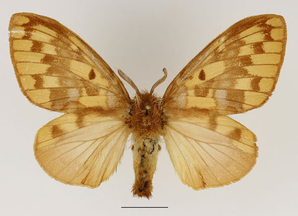 /filer/webapps/moths/media/images/V/viridescens_Chrysopsyche_AF_Basquin_02.jpg