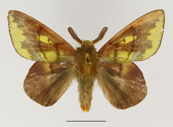 /filer/webapps/moths/media/images/V/viridescens_Chrysopsyche_AM_Basquin_01.jpg