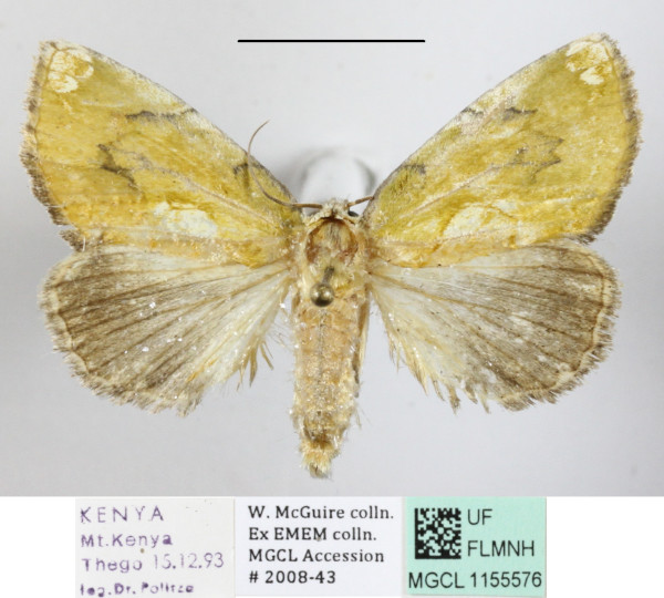 /filer/webapps/moths/media/images/V/viridescens_Ectolopha_A_MGCLa_01.JPG