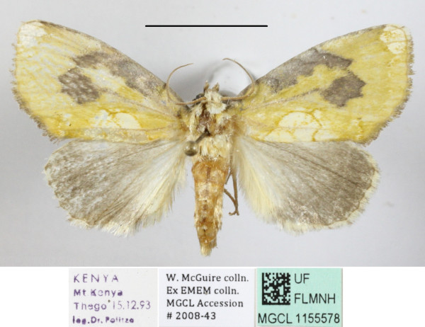 /filer/webapps/moths/media/images/V/viridescens_Ectolopha_A_MGCLa_02.JPG