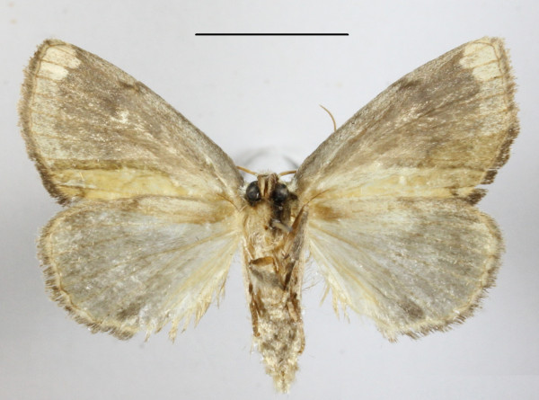 /filer/webapps/moths/media/images/V/viridescens_Ectolopha_A_MGCLb_01.JPG