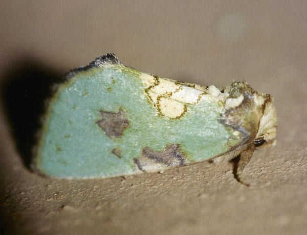 /filer/webapps/moths/media/images/V/viridescens_Ectolopha_A_Roland_01.jpg