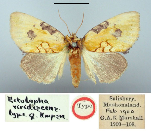 /filer/webapps/moths/media/images/V/viridescens_Ectolopha_HT_BMNH.jpg