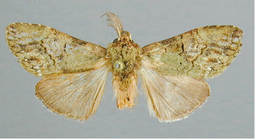 /filer/webapps/moths/media/images/V/viridescens_Pararhenea_HT_RMCA.jpg