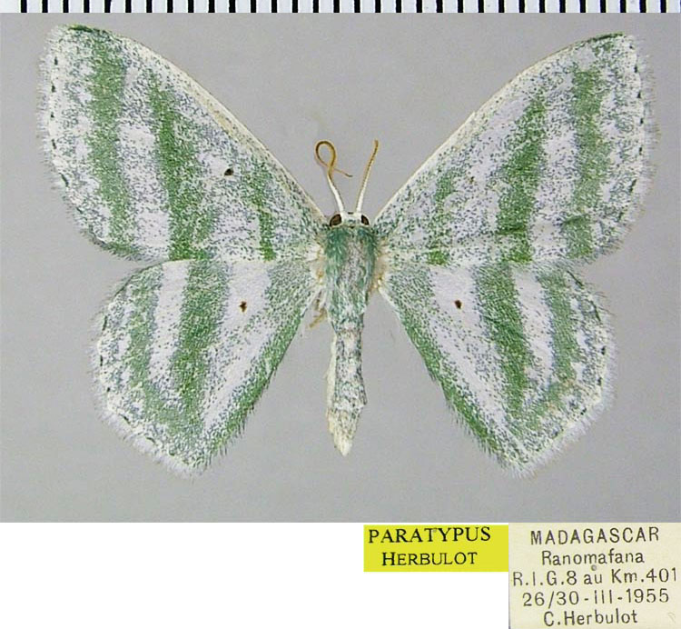 /filer/webapps/moths/media/images/V/viridibasis_Epigelasma_PTF_ZSM.jpg