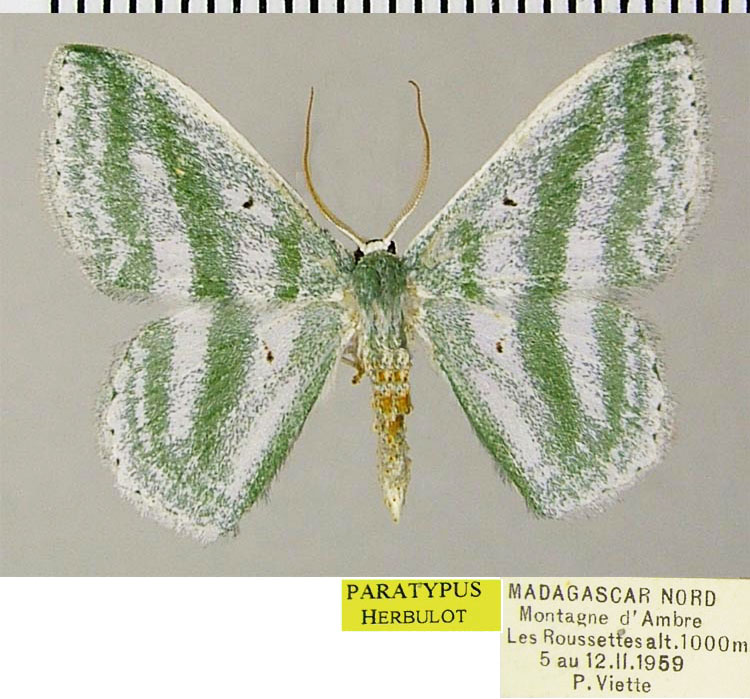 /filer/webapps/moths/media/images/V/viridibasis_Epigelasma_PTM_ZSMa.jpg