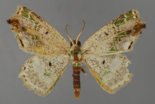 /filer/webapps/moths/media/images/V/viridicatena_Leptocolpia_A_ZSM_01.jpg