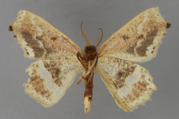 /filer/webapps/moths/media/images/V/viridicatena_Leptocolpia_A_ZSM_02.jpg