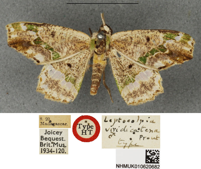 /filer/webapps/moths/media/images/V/viridicatena_Leptocolpia_HT_BMNH.jpg