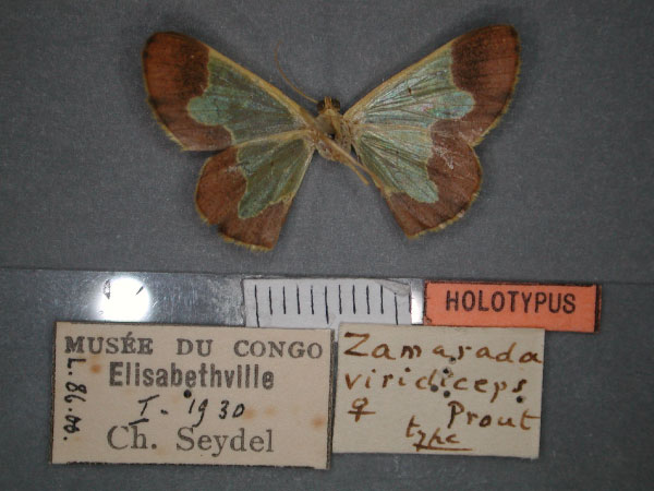 /filer/webapps/moths/media/images/V/viridiceps_Zamarada_HT_RMCA_02.jpg