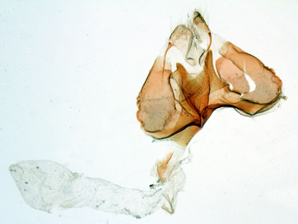 /filer/webapps/moths/media/images/V/viridicincta_Paragona_GFHT_MNHN_2986.jpg