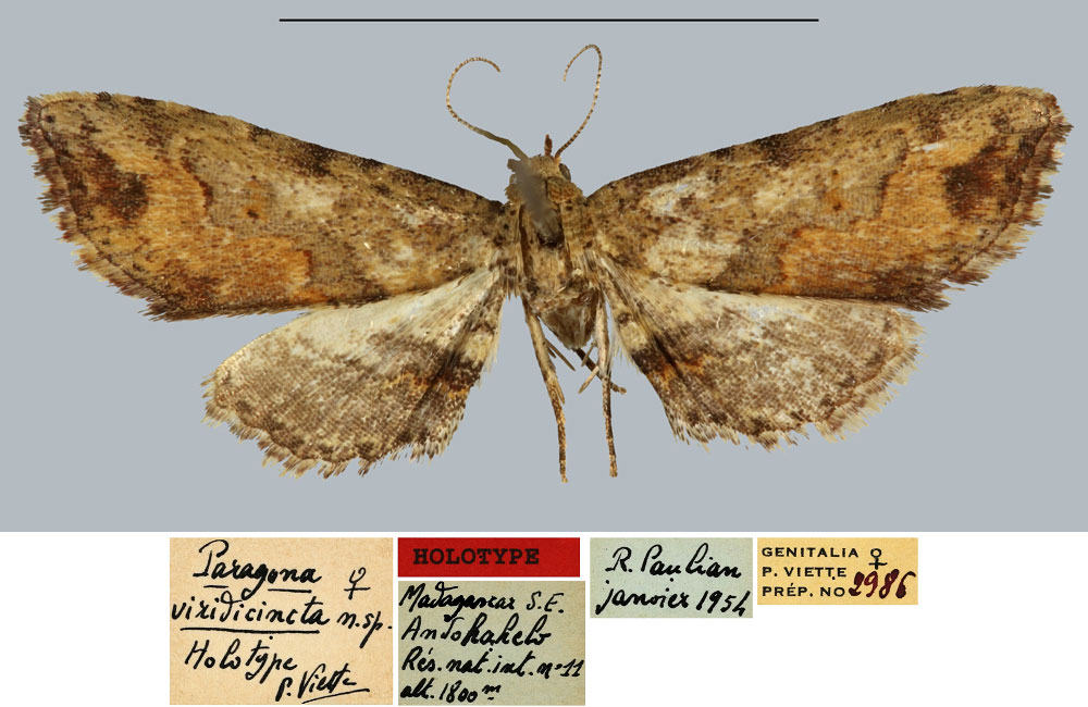 /filer/webapps/moths/media/images/V/viridicincta_Paragona_HT_MNHN.jpg