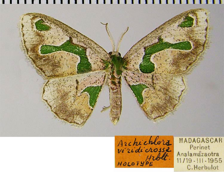 /filer/webapps/moths/media/images/V/viridicrossa_Archichlora_HT_ZSMa.jpg