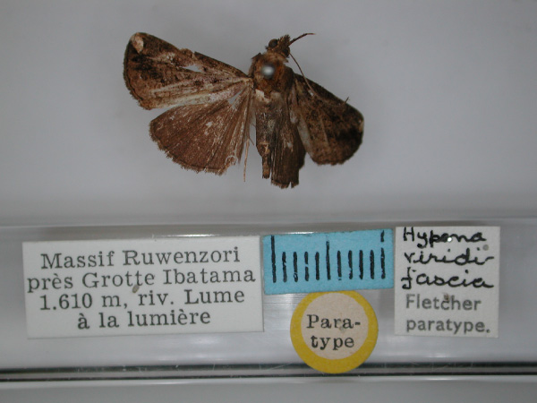 /filer/webapps/moths/media/images/V/viridifascia_Hypena_PT_RMCA_01.jpg