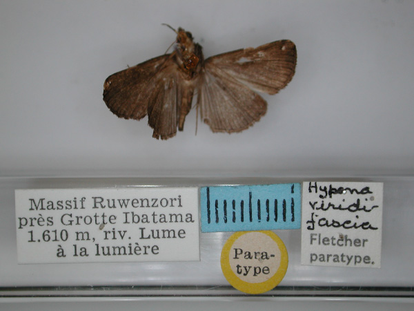 /filer/webapps/moths/media/images/V/viridifascia_Hypena_PT_RMCA_02.jpg