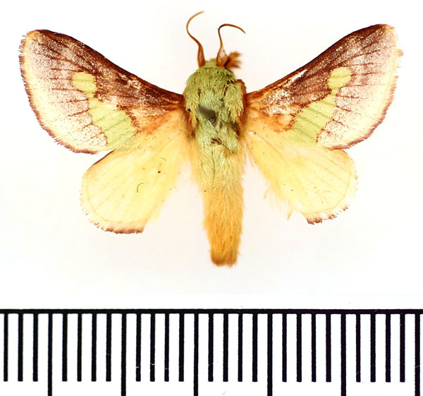 /filer/webapps/moths/media/images/V/viridifascia_Latoia_AM_BMNH.jpg
