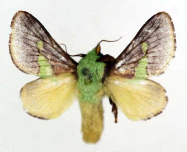 /filer/webapps/moths/media/images/V/viridifascia_Latoia_AM_ISEA.jpg