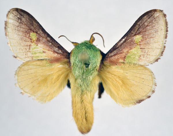 /filer/webapps/moths/media/images/V/viridifascia_Latoia_AM_NHMO.jpg