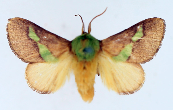 /filer/webapps/moths/media/images/V/viridifascia_Latoia_AM_TMSA_01.jpg