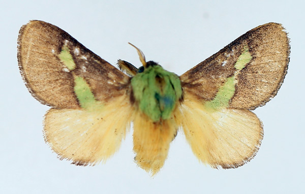 /filer/webapps/moths/media/images/V/viridifascia_Latoia_AM_TMSA_02.jpg