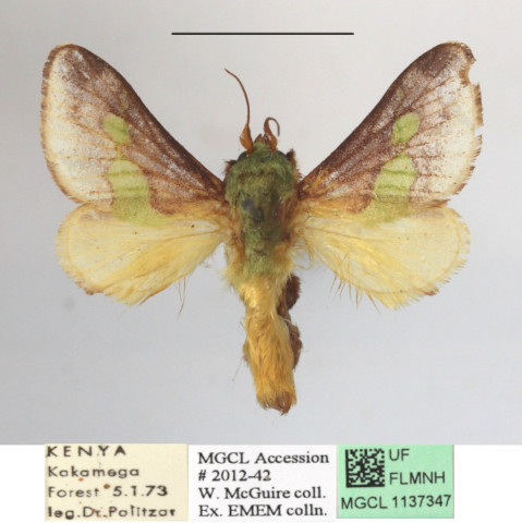 /filer/webapps/moths/media/images/V/viridifascia_Latoia_A_MGCLa_02.jpg
