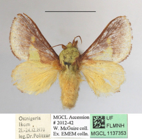 /filer/webapps/moths/media/images/V/viridifascia_Latoia_A_MGCLa_03.jpg