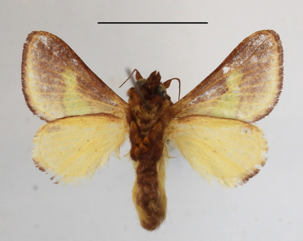 /filer/webapps/moths/media/images/V/viridifascia_Latoia_A_MGCLb_01.jpg