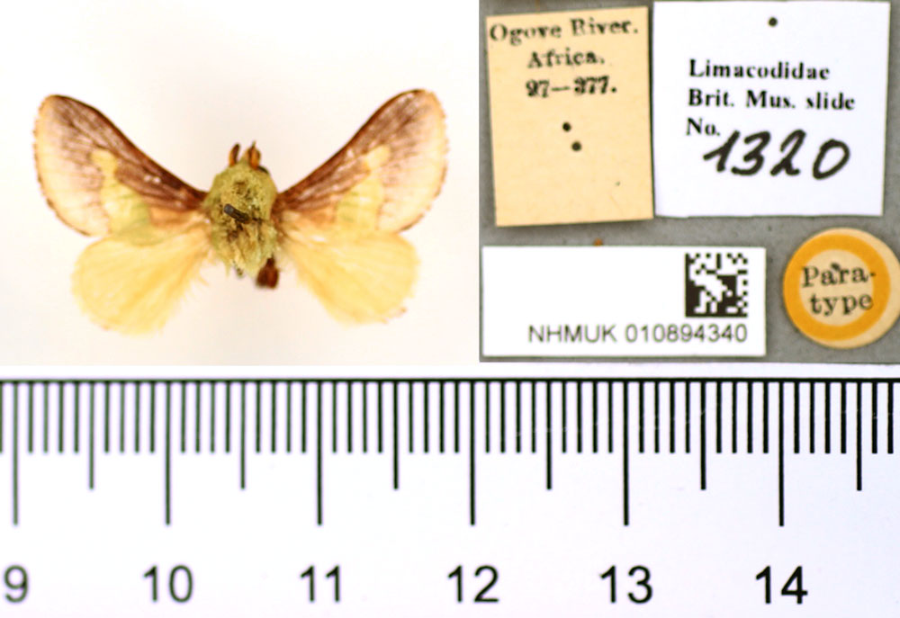 /filer/webapps/moths/media/images/V/viridifascia_Latoia_PT_BMNH.jpg
