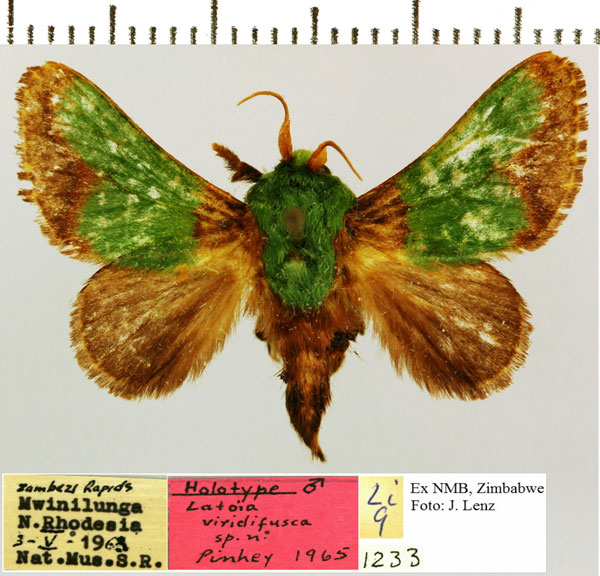 /filer/webapps/moths/media/images/V/viridifusca_Latoia_HT_NMB.jpg
