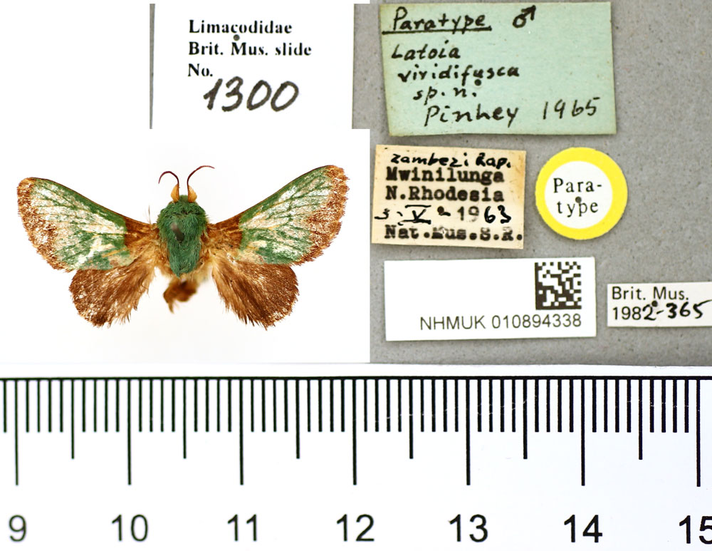 /filer/webapps/moths/media/images/V/viridifusca_Latoia_PT_BMNH.jpg