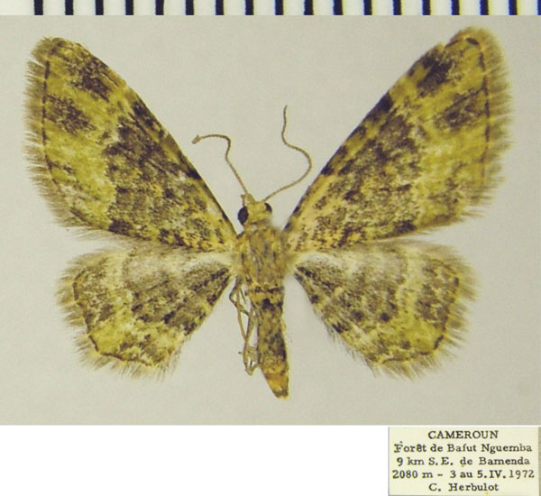 /filer/webapps/moths/media/images/V/viridigrisea_Chloroclystis_AF_ZSM.jpg