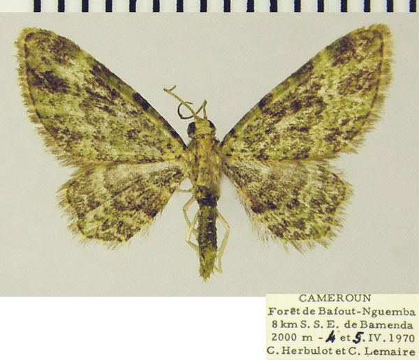 /filer/webapps/moths/media/images/V/viridigrisea_Chloroclystis_AM_ZSMa.jpg