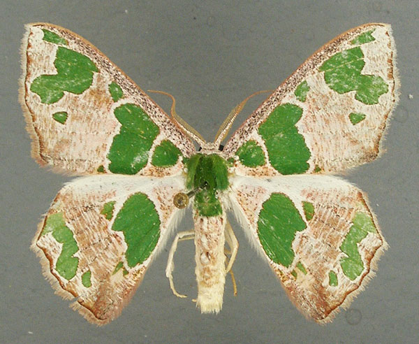 /filer/webapps/moths/media/images/V/viridimacula_Archichlora_AM_TMSA.jpg